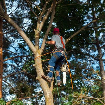 TREE CUTTING