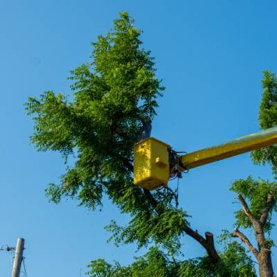 TREE REMOVAL